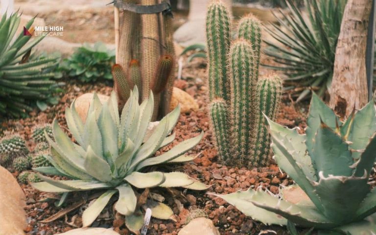 How to build a succulent rock garden that thrives for years