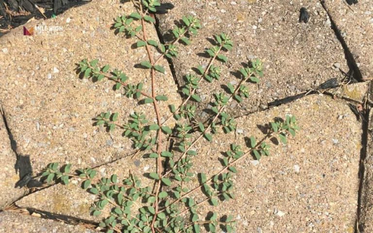 How to prevent weeds from growing in rocks: 9 tricks that actually work long-term