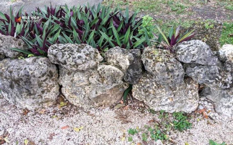 Coral Stone for Gardens: Complete Design & Care Guide
