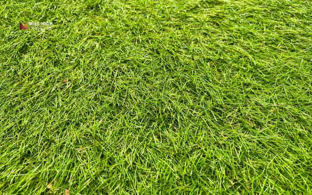 Know your grass type before planning the final cut