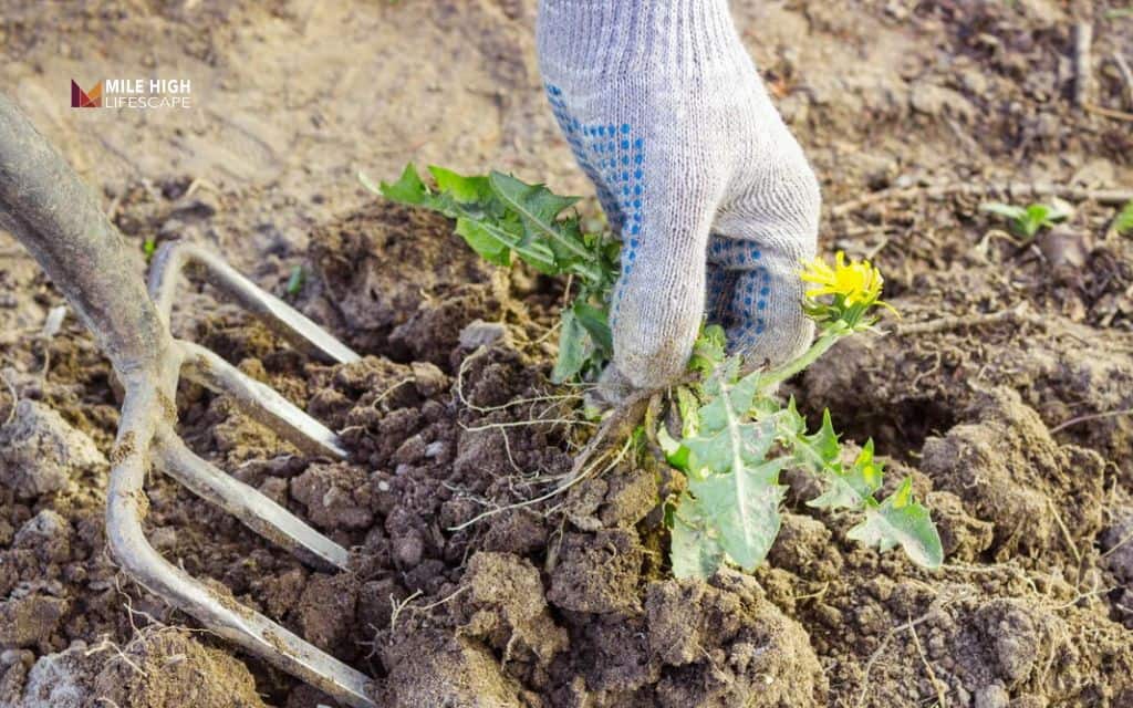 Why do weeds grow in rock beds in the first place?