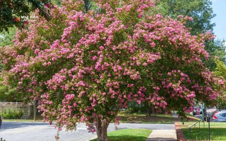 9 crepe myrtle landscape uses that make every yard look like a million dollars