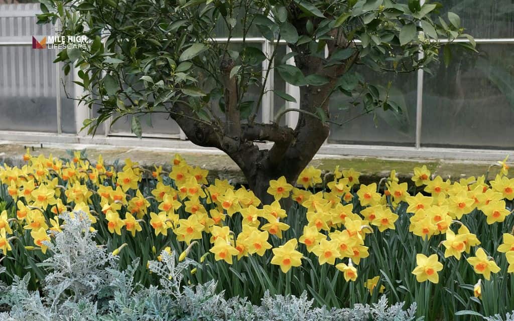 Choose compact or dwarf plants