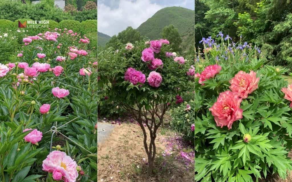 Choosing the right type of peony