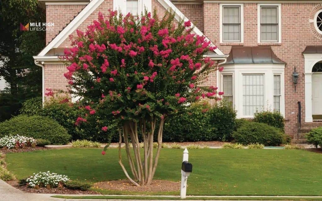 crepe myrtle landscape uses: Crepe myrtle as a specimen tree