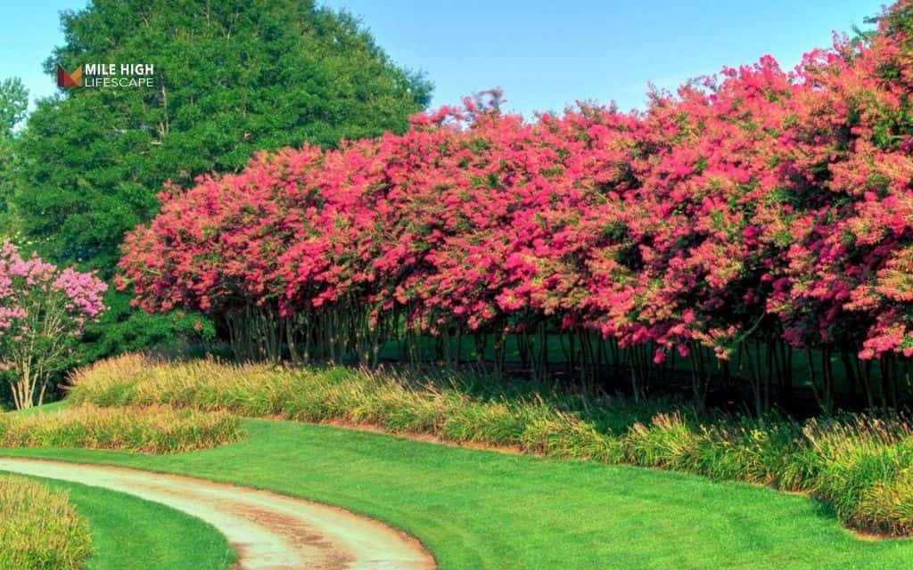 crepe myrtle landscape uses: Crepe myrtle hedge or privacy screen