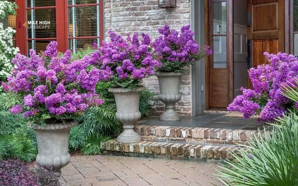 crepe myrtle landscape uses: Crepe myrtle in containers