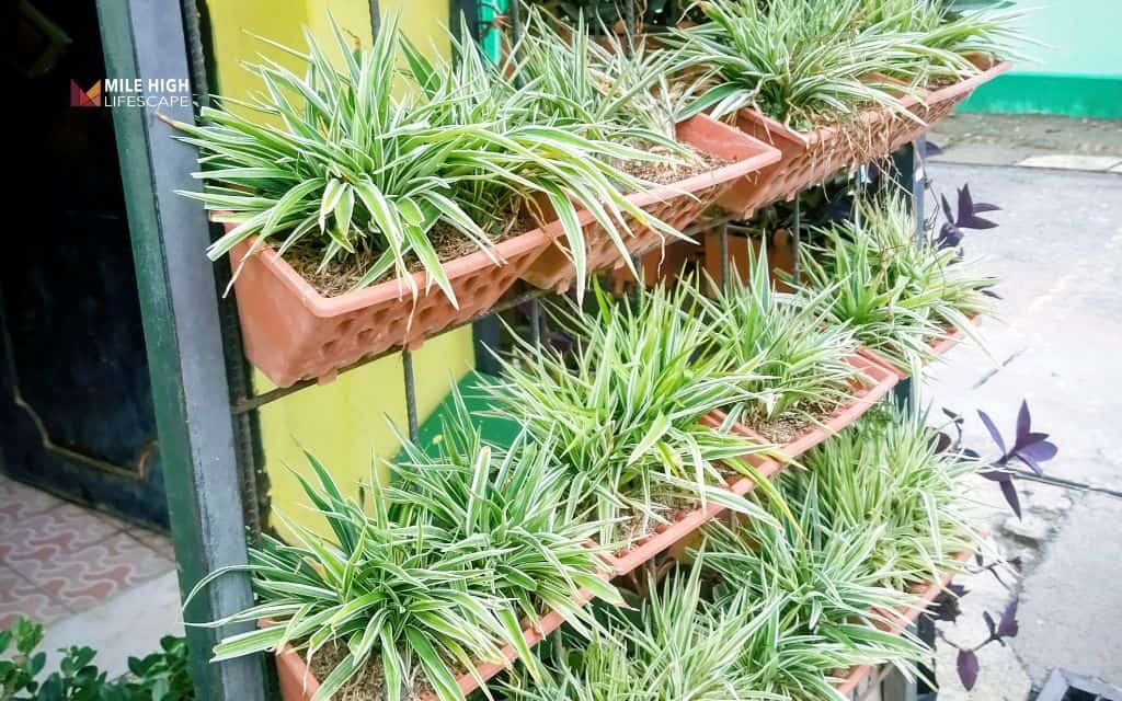 small yard landscape design: Go vertical with plants