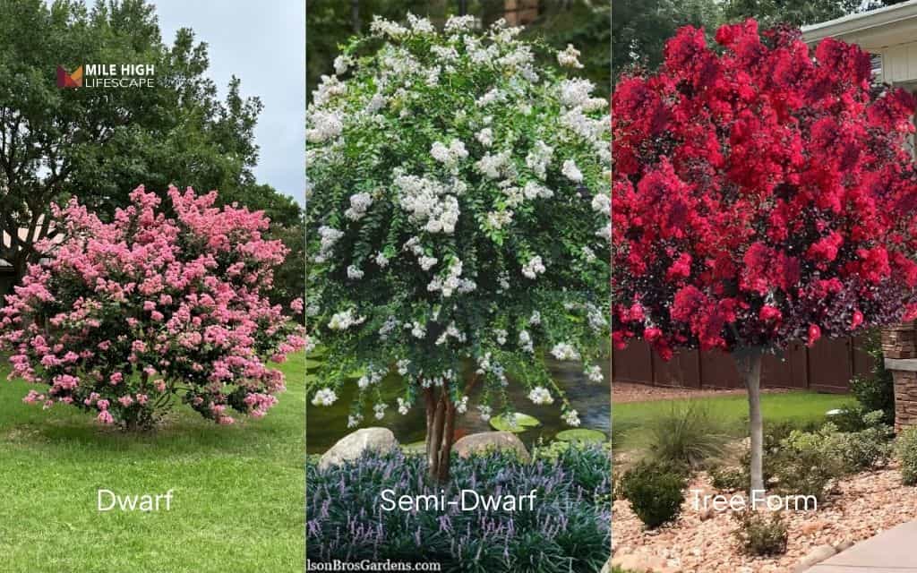 How to choose the right crepe myrtle variety