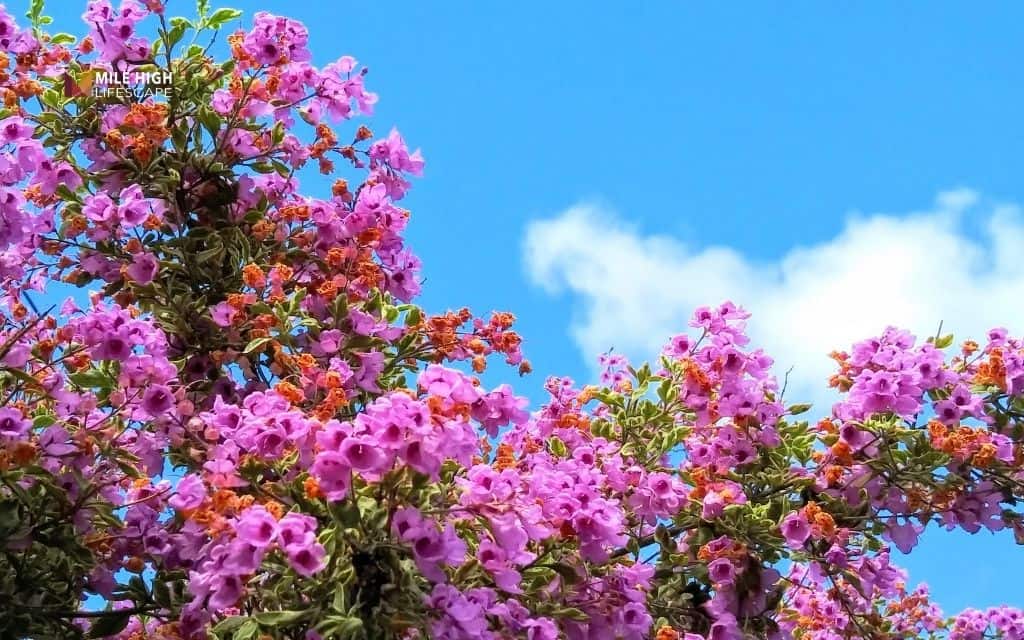 Maintenance tips for healthy growth