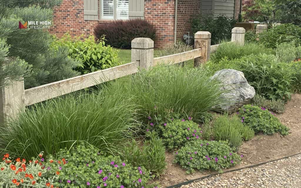 Ornamental grass border