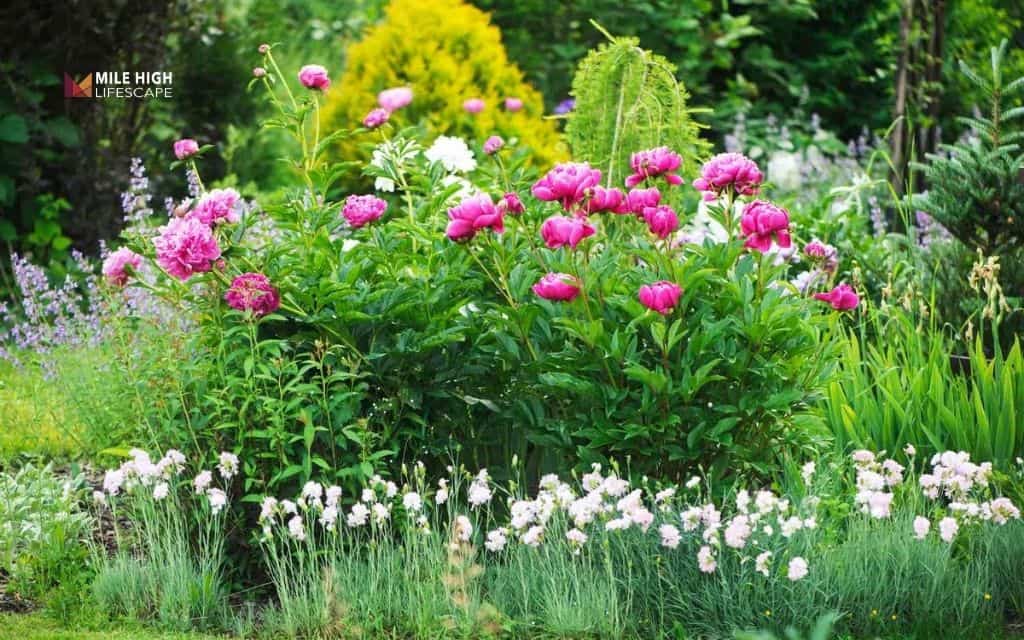 peony landscape uses: Peonies in mixed flower borders