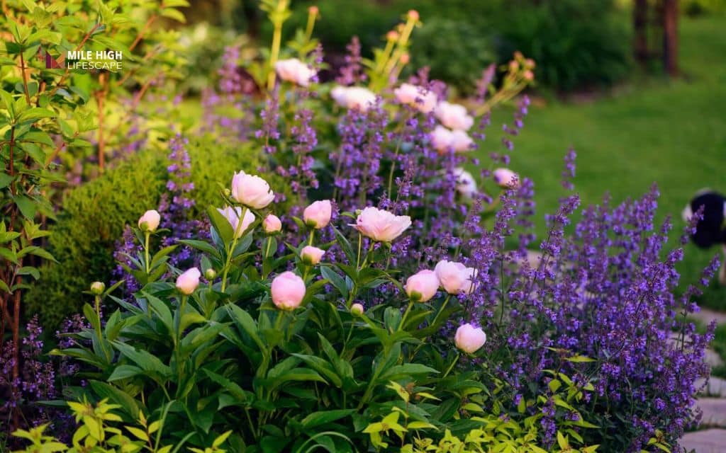 peony landscape uses: Peonies with companion plants