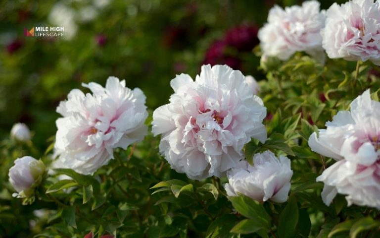 Peony landscape uses: How to plant for maximum curb appeal