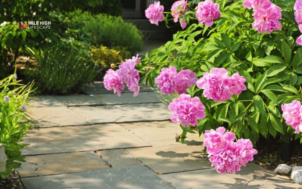 peony landscape uses: Peony walkway edging