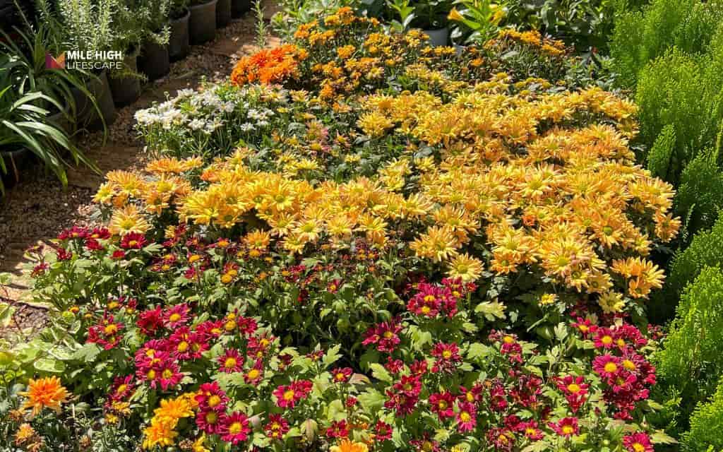 small yard landscape design: Repeat plants for rhythm