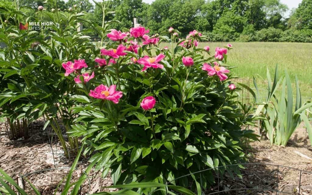 peony landscape uses: Standalone peony feature