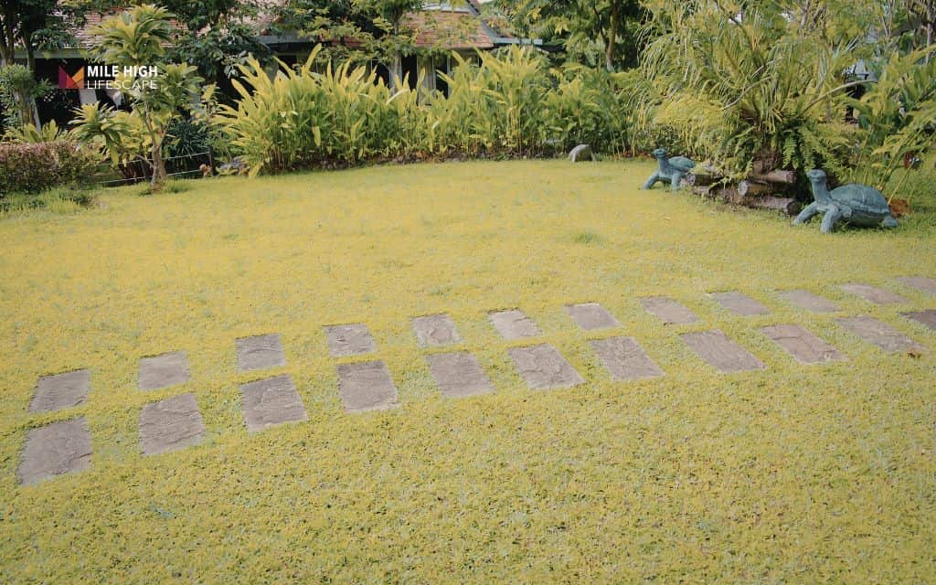 small yard landscape design: Use stepping stone paths