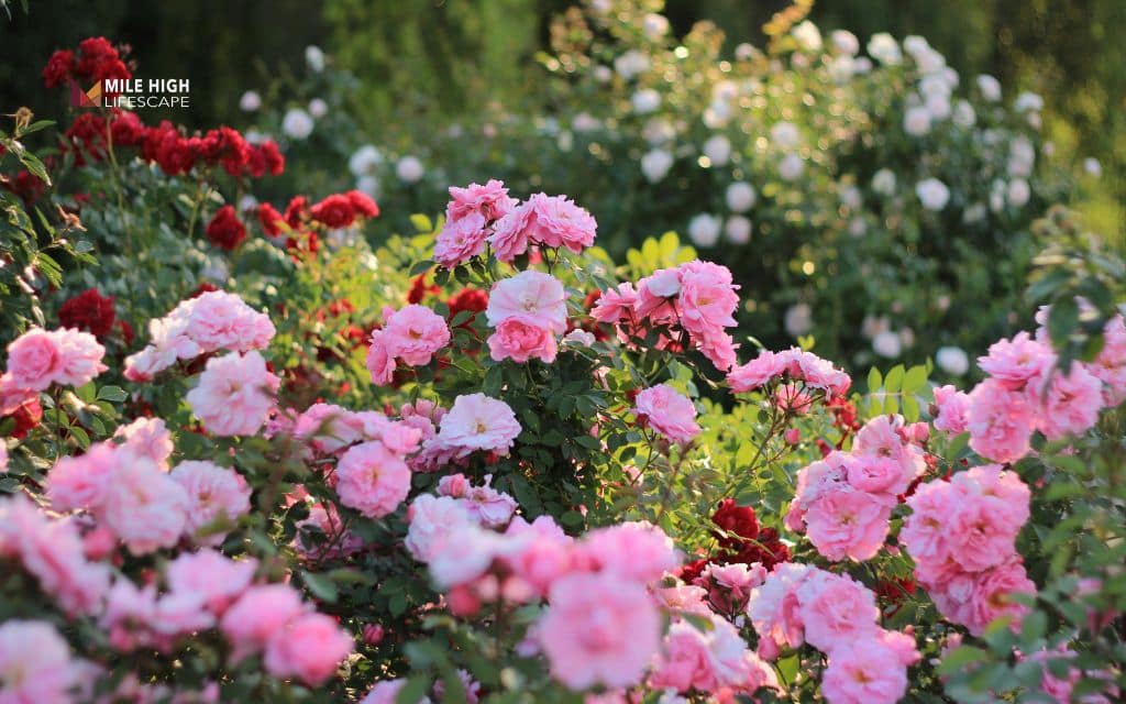 When to plant peonies