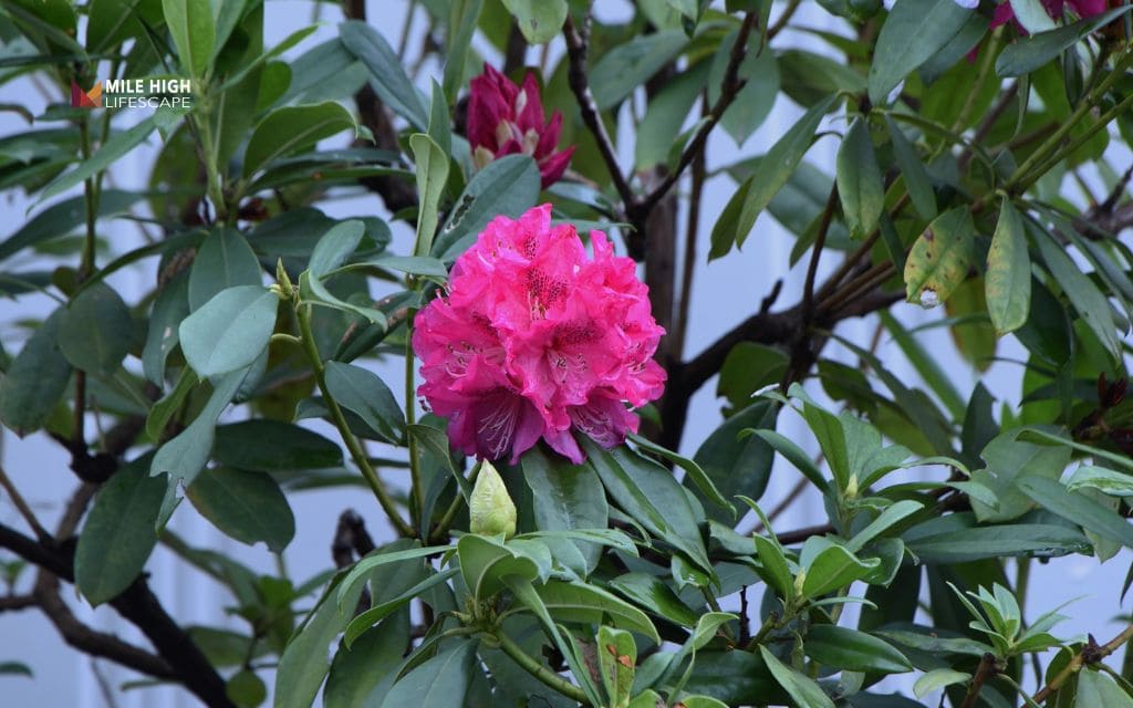 rhododendron landscape uses: Best types of rhododendrons for landscaping
