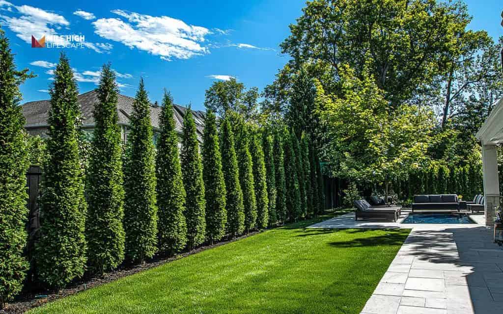 driveway landscape ideas: Columnar trees for narrow spaces