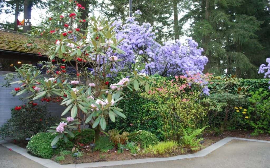 rhododendron landscape uses: Combine rhododendrons with evergreen plantings