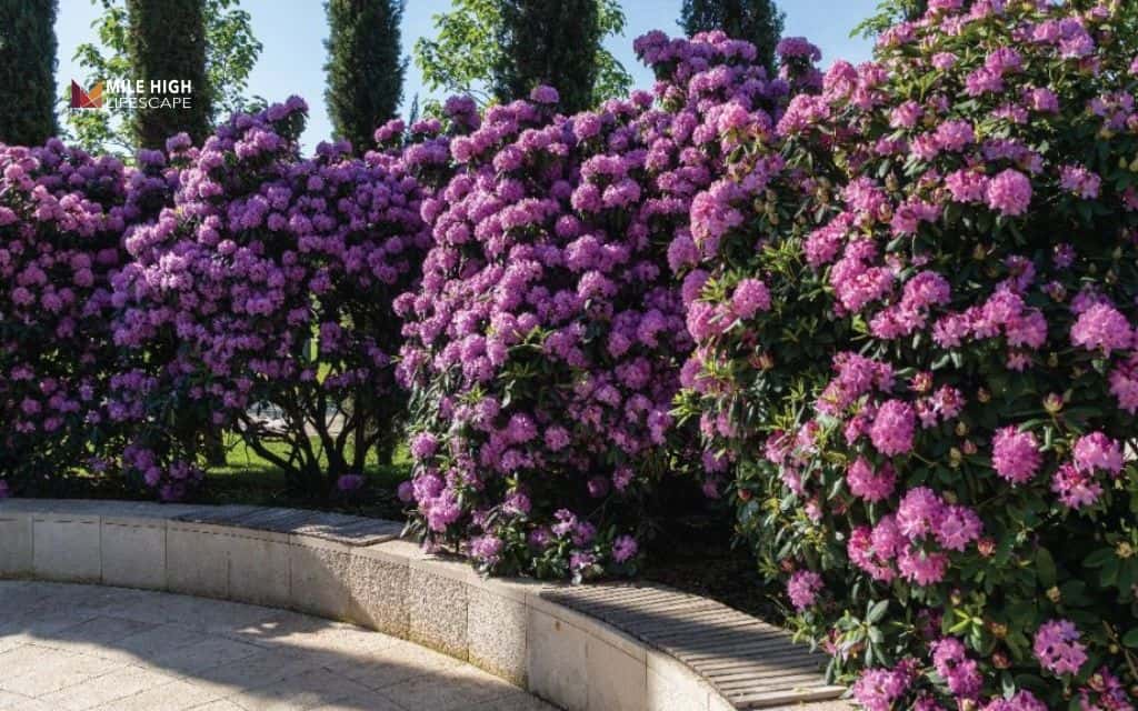 rhododendron landscape uses: Create a rhododendron privacy hedge