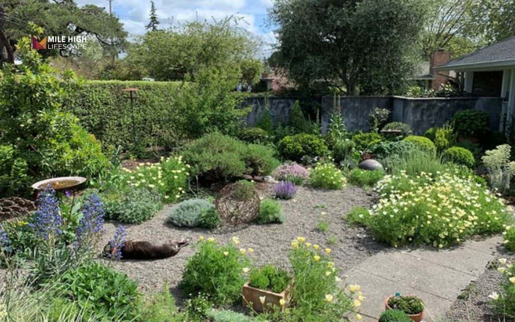 Fence line landscape ideas: Design a drought - tolerant or xeriscape fence line