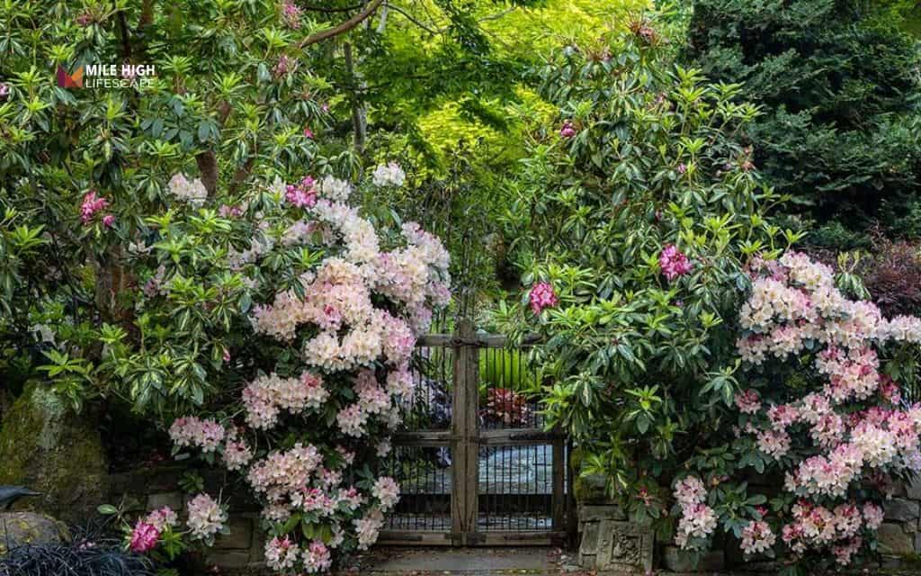 rhododendron landscape uses: Design a woodland garden with rhododendrons