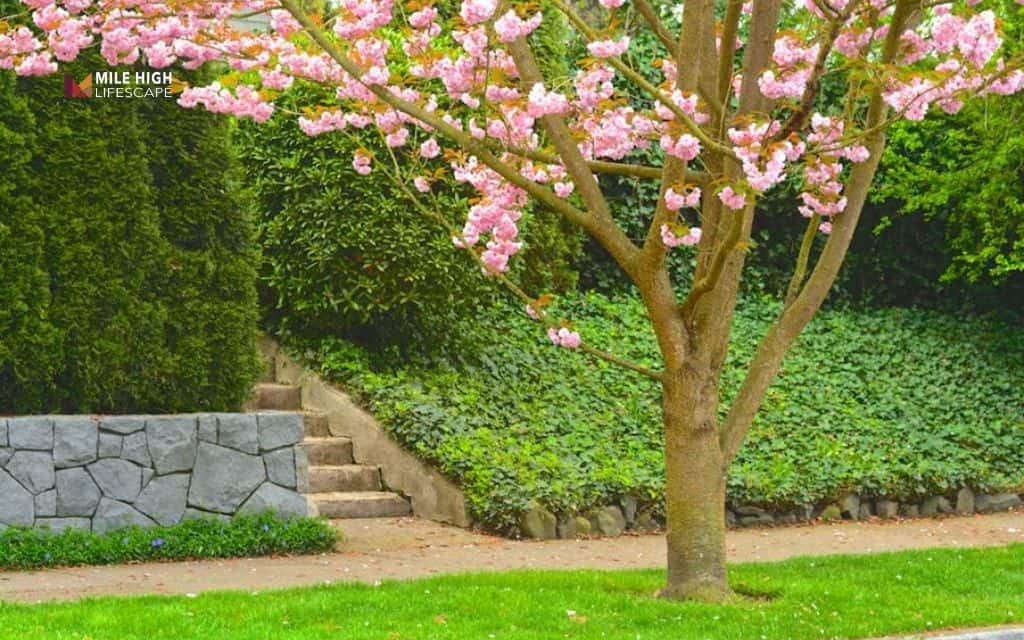 hill landscape: Focal tree on a slope