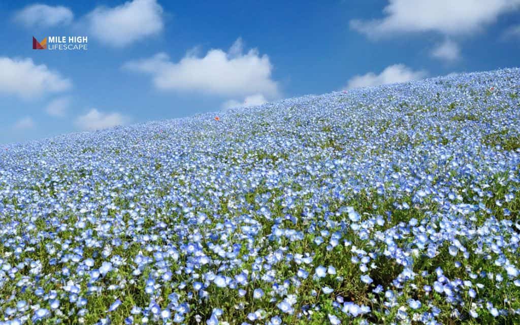 hill landscape: Groundcover for erosion control