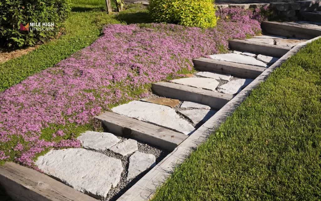 Groundcover lawn alternative