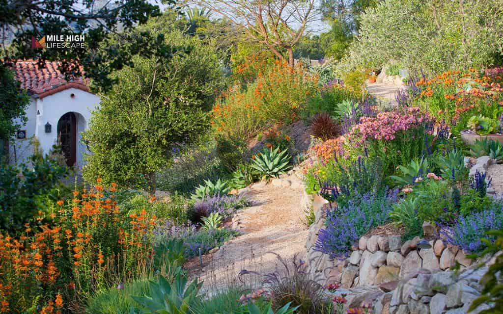 Native plant hillside garden