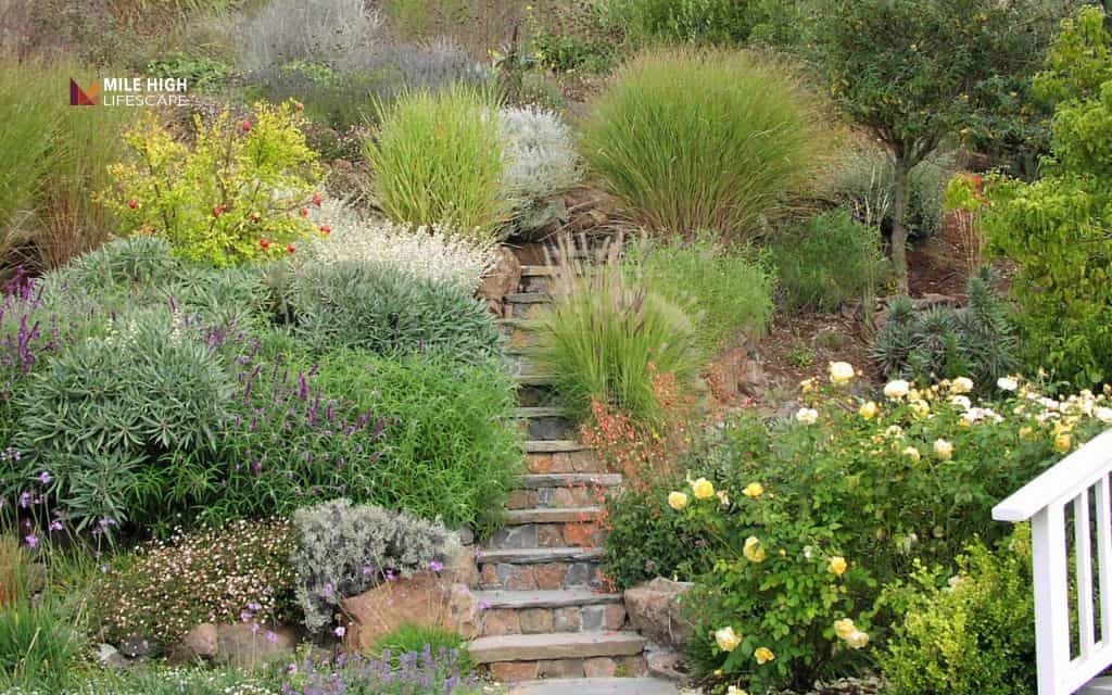 hill landscape: Ornamental grass slopes