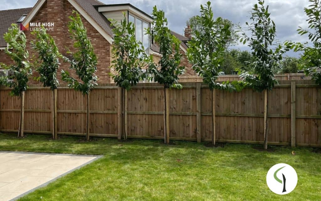 Fence line landscape ideas: Plant a line of standard trees for a clean, orderly look