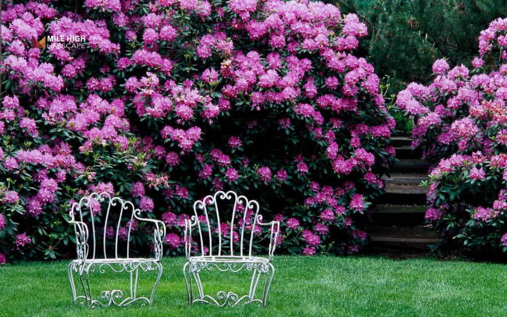 rhododendron landscape uses: Plant rhododendrons along garden borders