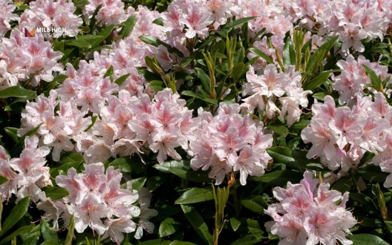 Rhododendron landscape uses: 7 smart ways to add color and structure to your yard