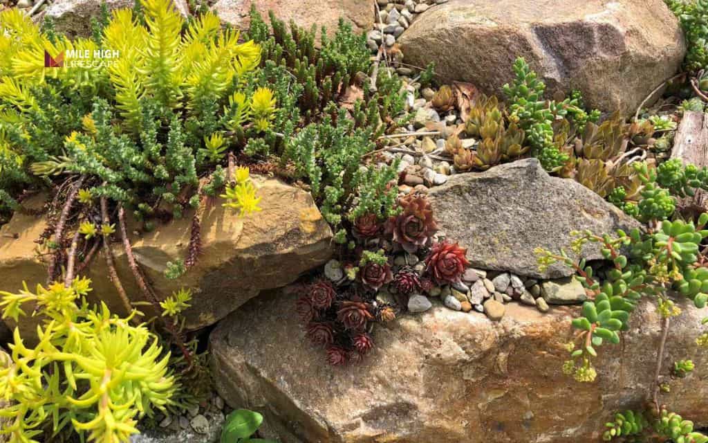 Rock garden with accent plants