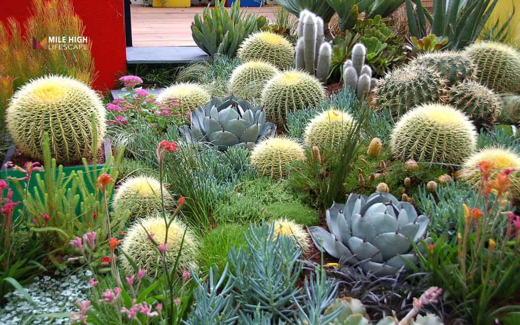Succulent & cactus landscape