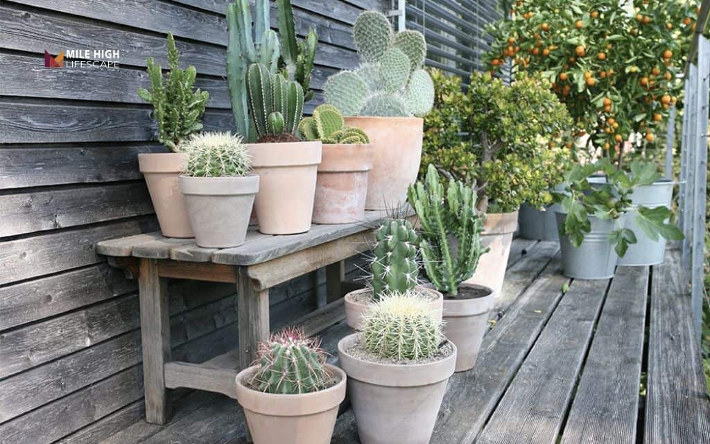 Try potted cacti or succulents