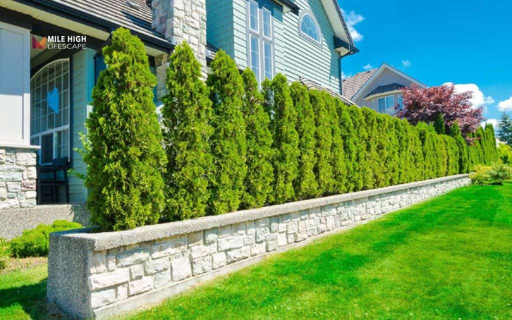 Fence line landscape ideas: Use hedges and evergreens to add structure and privacy