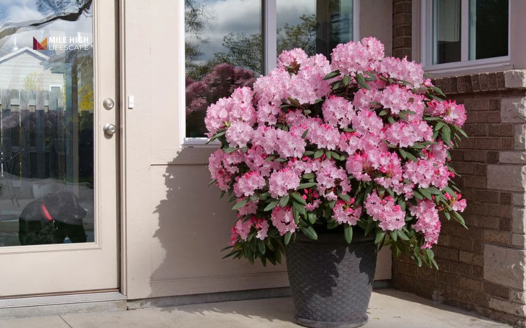 rhododendron landscape uses: Use rhododendrons as a focal point shrub