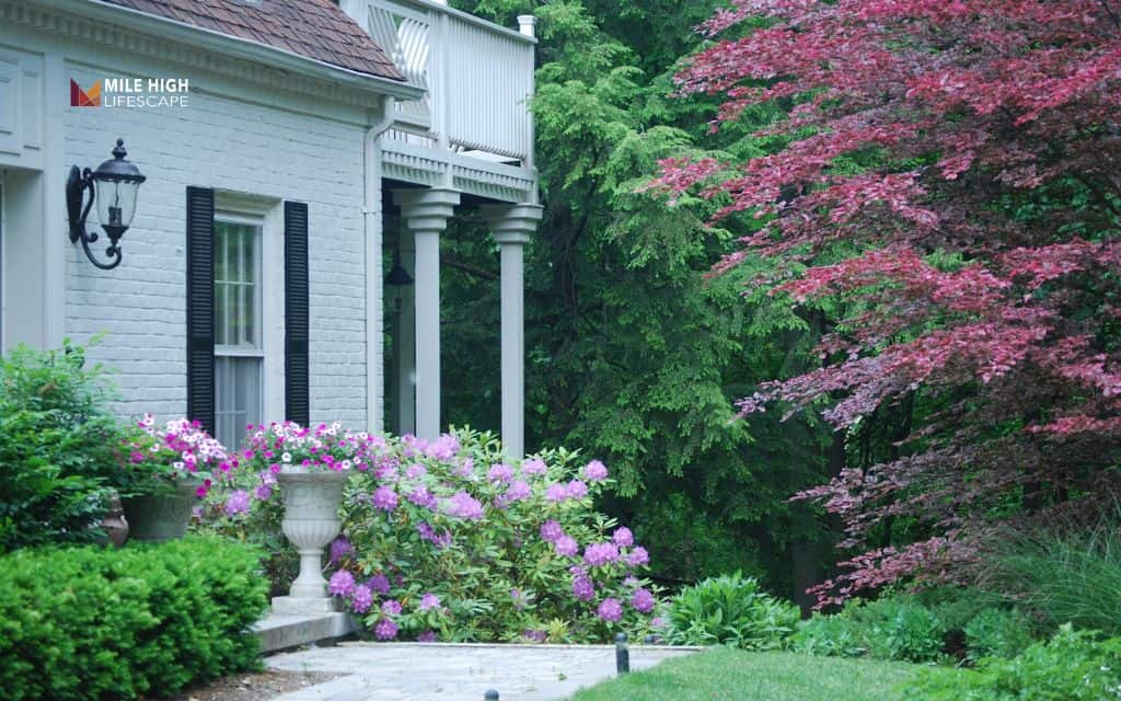 rhododendron landscape uses: Use rhododendrons as a foundation plant
