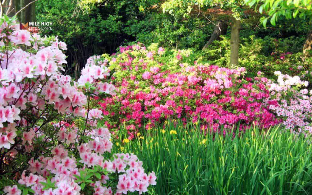 rhododendron landscape uses: Use rhododendrons in layered landscape design