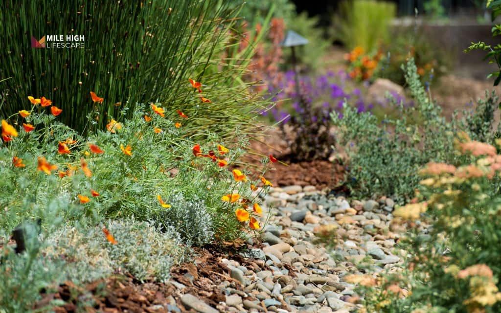 What is a drought resistant landscape?