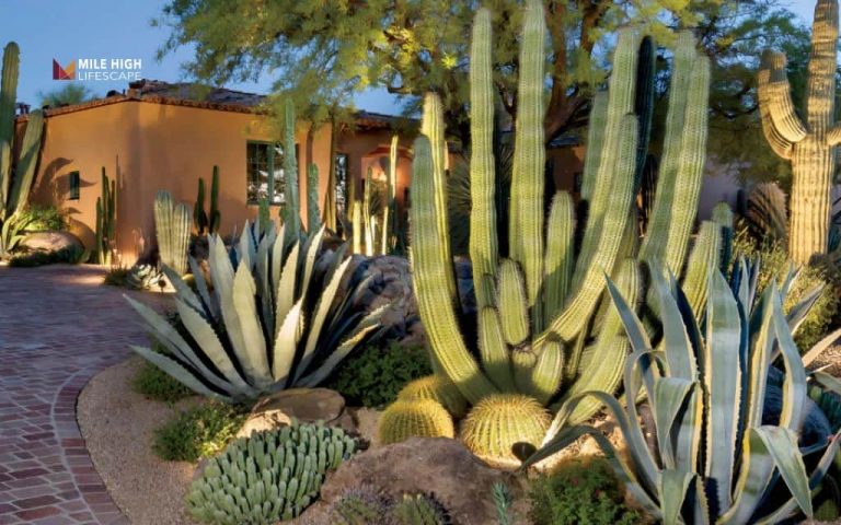 desert front yard landscape: Desert Front Yard Landscape: 21 Beautiful Ideas That Save Water and Boost Curb Appeal