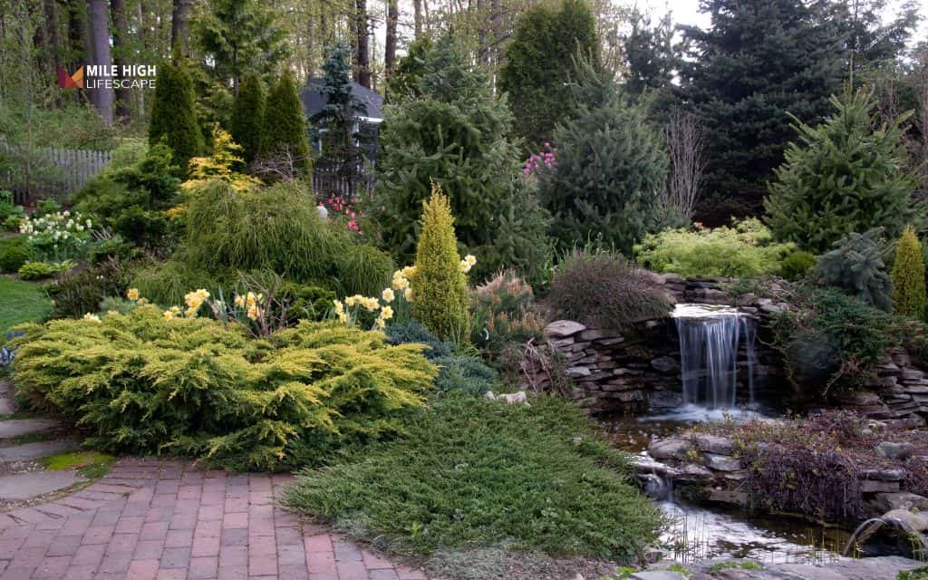 Juniper landscape uses: juniper landscape uses