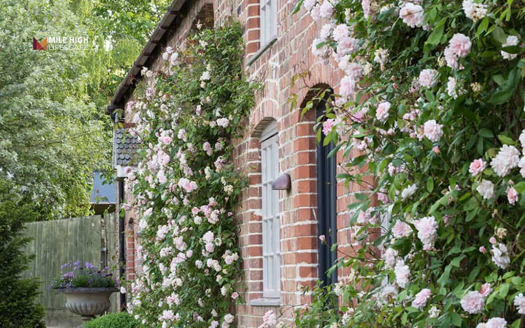 Flower bed ideas: Add a trellis with climbing roses or clematis