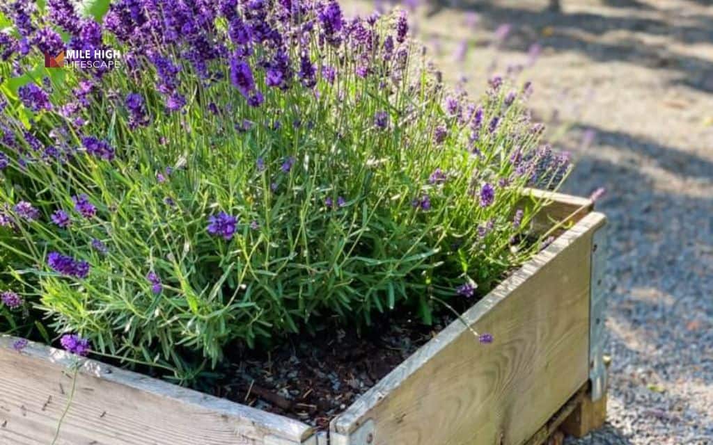 Lavender landscape ideas: Add lavender to raised beds