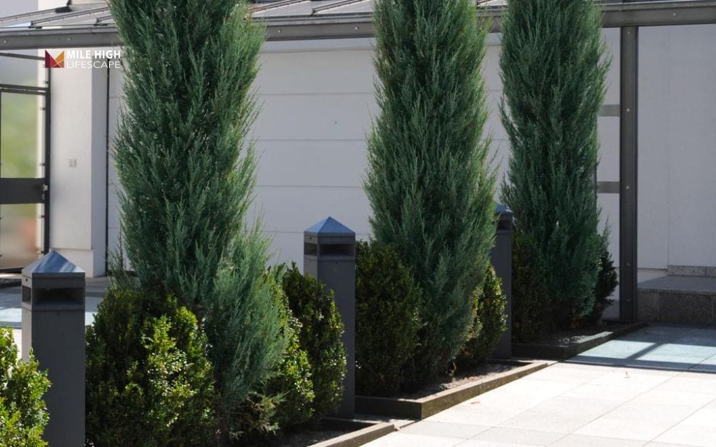 Juniper landscape uses: Add structure with upright juniper trees